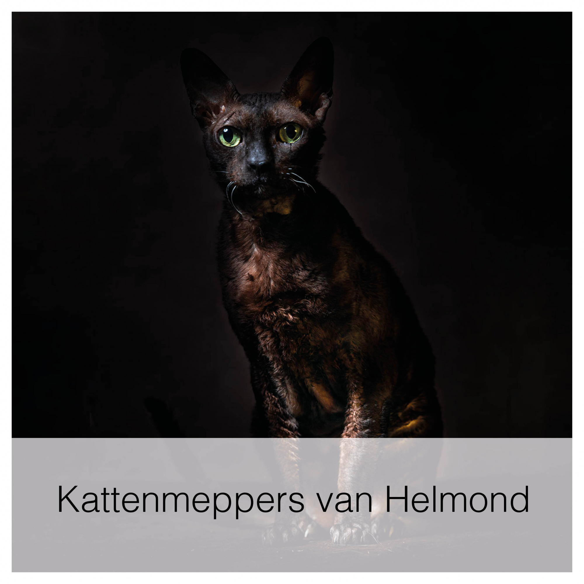 Kattenmeppers van Helmond.jpg