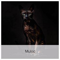 Muloc-1662993185.jpg