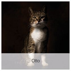Otto-1662993187.jpg
